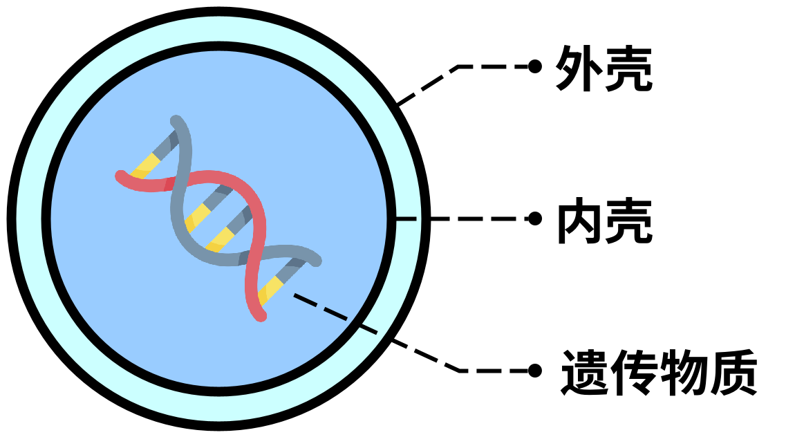 图1. 反病毒体结构